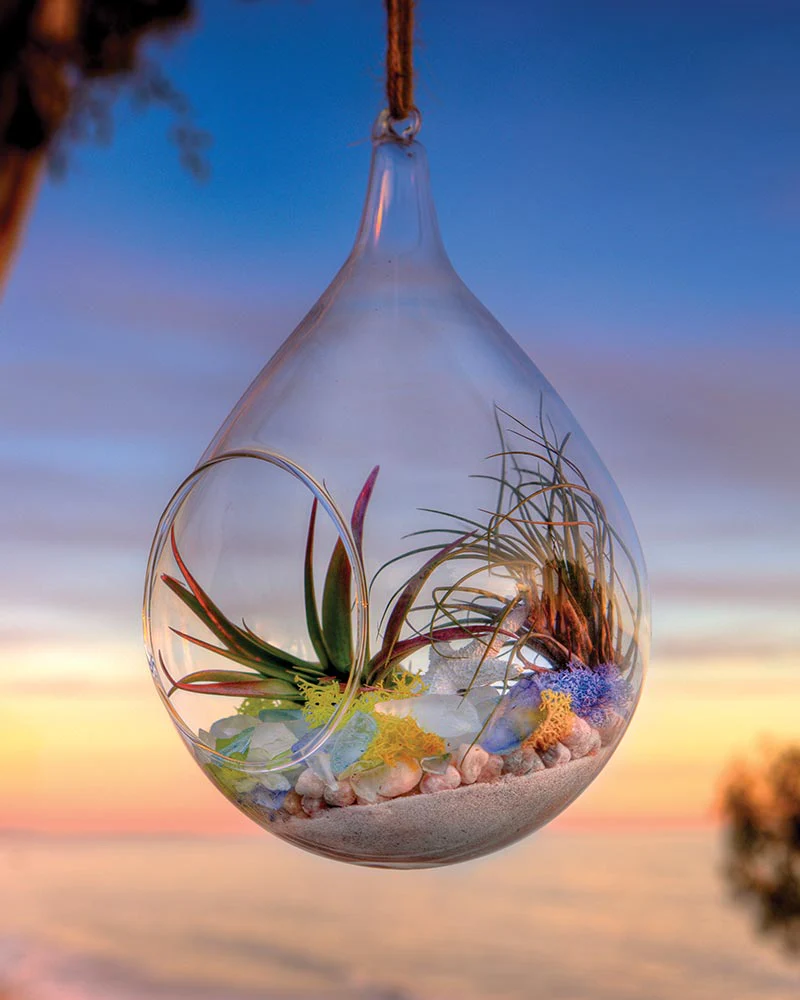SuperMoss Coastal Terrarium Kit - Image 2